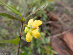 Ochna serrulata