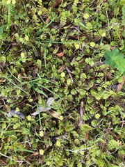 Leptinella squalida