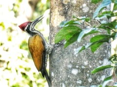 Chrysocolaptes guttacristatus