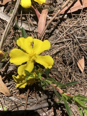 Hibbertia linearis
