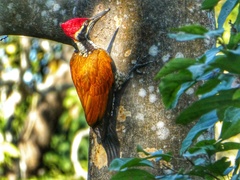 Chrysocolaptes guttacristatus