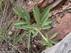 Cyphostemma