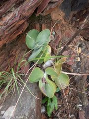 Kalanchoe luciae