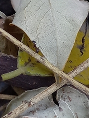 Pheidole nodus