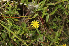 Senecio madagascariensis