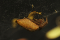 Cyrtophora exanthematica