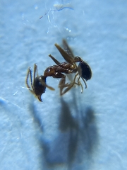 Pheidole nodus