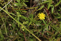 Senecio madagascariensis
