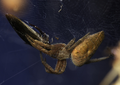 Cyrtophora exanthematica