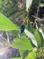 Chrysolopus spectabilis