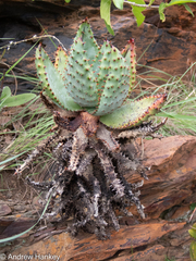 Aloe marlothii