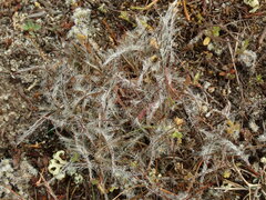 Luzula rufa albicomans