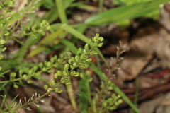 Lepidium bonariense