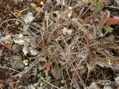 Luzula rufa albicomans