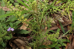 Lepidium bonariense