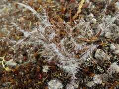 Luzula rufa albicomans