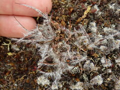 Luzula rufa albicomans