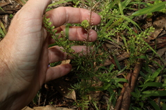 Lepidium bonariense