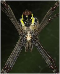 Argiope aetherea