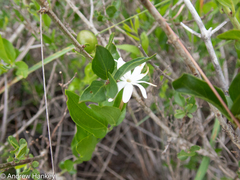 Jasminum multipartitum