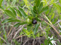Jasminum multipartitum