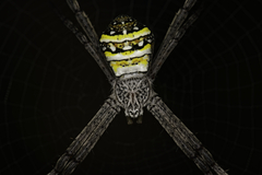 Argiope aetherea
