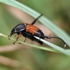 Phyllotocus navicularis
