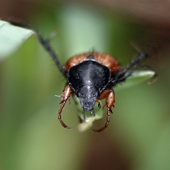 Phyllotocus navicularis