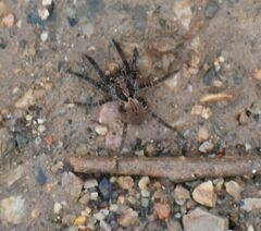 Alopecosa albofasciata