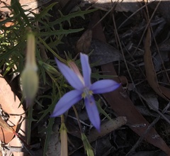 Lithotoma axillaris