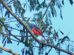 Pericrocotus ethologus