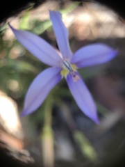 Lithotoma axillaris