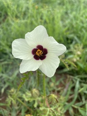 Hibiscus cannabinus
