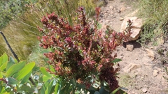 Protea witches broom phytoplasma