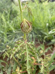 Hibiscus cannabinus