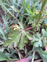 Hibiscus cannabinus