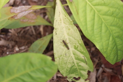 Spathosternum prasiniferum