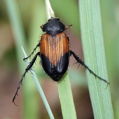 Phyllotocus navicularis