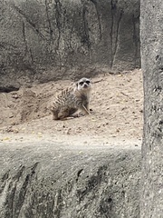 Suricata suricatta
