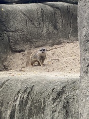 Suricata suricatta