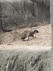 Suricata suricatta