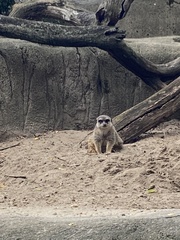 Suricata suricatta
