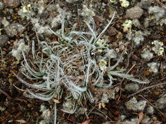 Luzula ulophylla