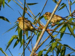 Chloris spinoides