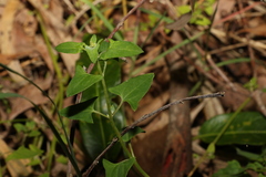 Chenopodium trigonon stellulatum