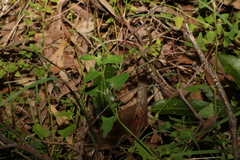 Chenopodium trigonon stellulatum