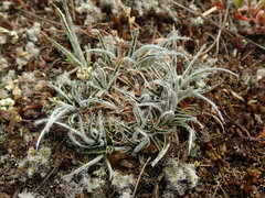 Luzula ulophylla