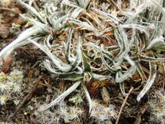 Luzula ulophylla
