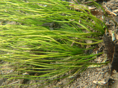 Isoetes malinverniana