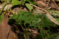 Phyllanthus virgatus
